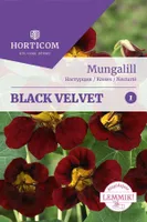 SEEMNED HORTICOM MUNGALILL BLACK VELVET 2G