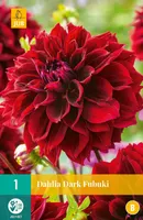 DAALIA FIMBRIATA DARK FUBUKI