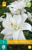 LIILIA ASIATIC DOUBLE ANNEMARIE'S DREAM 16/18