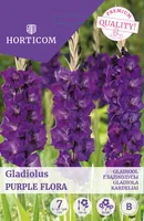 GLADIOOL PURPLE FLORA 7TK