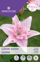 LIILIA ASIATIC DOUBLE ELODIE 1TK