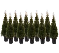 ELUPUU SMARAGD 120-140CM POTIS KASVANUD 10TK ALUSEL