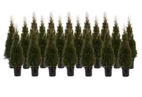 ELUPUU SMARAGD 120-140CM POTIS KASVANUD 20TK ALUSEL