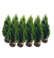 ELUPUU "SMARAGD" MULLAPALLIGA 120+CM, 10TK ALUSEL