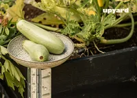 PEENRAKAST UPYARD ECO MUST 120X80CM