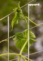 METALLIST VÕRE UPYARD 110X70CM