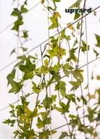 METALLIST VÕRE UPYARD 110X70CM