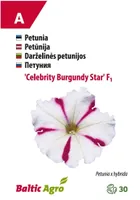 PETUUNIA BALTIC AGRO "CELEBRITY BURGUNDY STAR"
