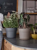 LILLEPOTT BLOOM TUMEHALL Ø24CM