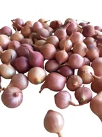 TIPPSIBUL PTUJSKA RDECA D 21/24 500G