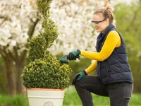 MURU- JA HEKILÕIKUR BOSCH EASYSHEAR 3,6V, 1X1,5AH