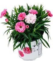 AEDNELK "ILOVEU" POTT 10,5CM