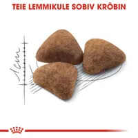 KUIVTOIT ROYAL CANIN INDOOR KASSIDELE 4KG