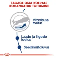 KUIVTOIT ROYAL CANIN ADULT 5+ SUURT KASVU KOERTELE 4KG