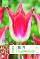 LIILIAÕIELINE TULP KAPITEYN STRAWBERRY ROMANOFF 8TK