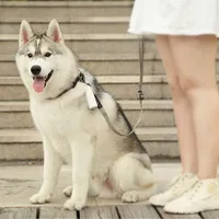 LEMMIKLOOMA KAKAKOTID PETKIT HOIDJAGA 1 RULL, 15TK