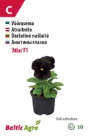 VÕÕRASEMA BALTIC AGRO "ATLAS" F1