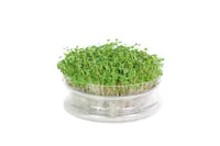 IDANDAMISKAUSS BUZZY RUKOLA SEEMNETEGA BIO