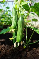 KURK SEKLOS PONY H, PAKIS 10 SEEMET