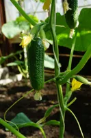 KURK SEKLOS DOLOMIT H, PAKIS 20 SEEMET