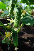 KURK SEKLOS CORVETA H 1,5G