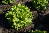 AEDSALAT SEKLOS MELVINE, PAKIS 25 SEEMET