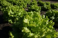 AEDSALAT SEKLOS MELVINE, PAKIS 25 SEEMET