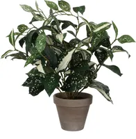 KUNSTTAIM MICA DECORATIONS CORDYLINE POTIS Ø11,5CM