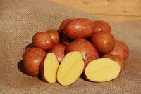 SEEMNEKARTUL BIRGIT B Ø35-55MM, 5KG