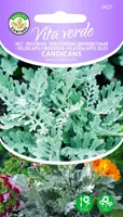 VILT - RISTIROHI CANDICANS