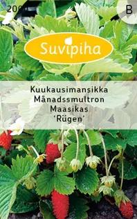 KÖÖGIVILJASEEMNED SUVIPIHA KUUMAASIKAS 