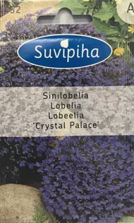 LILLESEEMNED SUVIPIHA LOBEELIA CHRYSTAL PALACE 