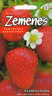 SEEMNED KURZEMES SEKLAS AEDMAASIKAS "TEMPTATION"