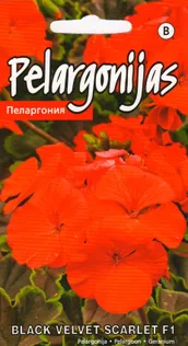 SEEMNED KURZEMES SEKLAS PELARGOON BLACK VELVET SCARLET F1 5 S