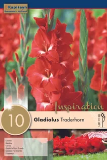 GLADIOOL KAPITEYN "TRADERHORN" 10TK PAKIS