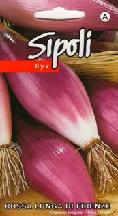 SEEMNED SIBUL KURZEMES SEKLAS 'ROSSA LUNGA DI FIRENZE' ROOSA 2G