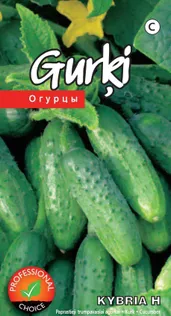 SEEMNED KURZEMES SEKLAS KURK 'KYBRIA H' PARTENOKARPNE, AVAMAALE 15S