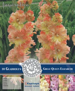 GOFREERITUD GLADIOOL KAPITEYN "GREAT QUEEN ELIZABETH" 10TK PAKIS