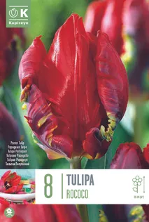 LILLESIBUL KAPITEYN PAPAGOITULP "ROCOCO"
