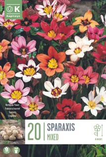 LILLESIBUL KAPITEYN NARRIÕIS SEGU 20TK PAKIS