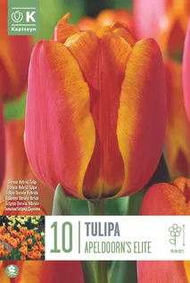 LILLESIBUL KAPITEYN DARWINHÜBRIIDTULP "APELDOORN'S ELITE"