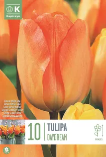 LILLESIBUL KAPITEYN DARWINHÜBRIIDTULP "DAYDREAM"