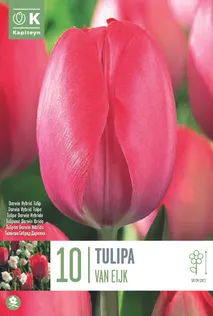 LILLESIBUL KAPITEYN DARWINHÜBRIIDTULP "VAN EIJK"