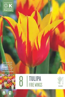 LILLESIBUL KAPITEYN LIILIAÕIELINE TULP "FIRE WINGS"
