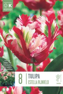LILLESIBUL KAPITEYN PAPAGOITULP "ESTELLA RIJNVELD"