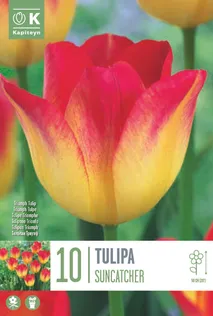 LILLESIBUL KAPITEYN TRIUMFTULP "SUNCATCHER"
