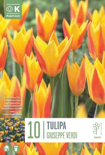 LILLESIBUL KAPITEYN KAUFMANNI TULP "GIUSEPPE VERDI"