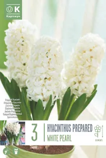 LILLESIBUL KAPITEYN HÜATSINT EARLY FORCING WHITE PEARL