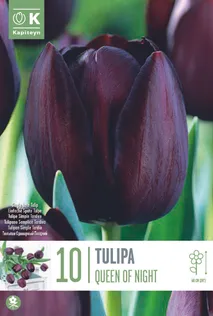 LILLESIBUL KAPITEYN HILINE LIHTÕIELINE TULP "QUEEN OF NIGHT"