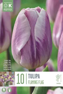 LILLESIBUL KAPITEYN TRIUMFTULP "FLAMING FLAG"